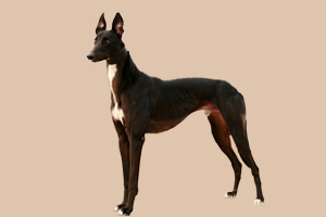 格力犬吃什么长的好