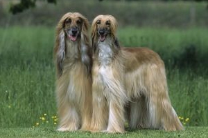 阿富汗猎犬如何喂养