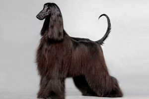 阿富汗猎犬幼犬怎么养