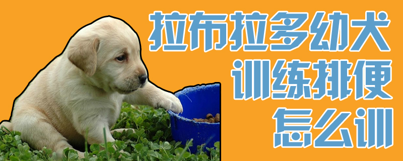 拉布拉多幼犬訓練排便怎麼訓