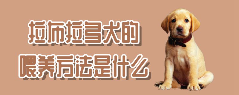 拉布拉多犬的喂養方法是什麼