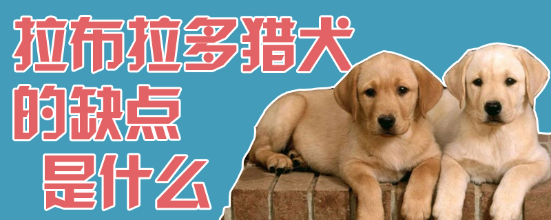 拉布拉多猎犬的缺点是什么