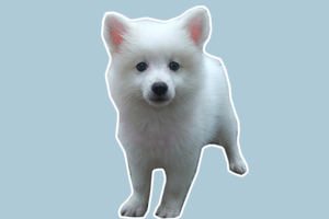 银狐犬吃什么零食比较好