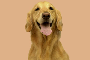 金毛如何看纯不纯