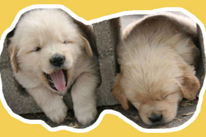 小金毛怎么养长的快