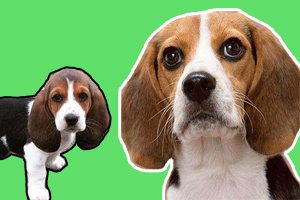 巴吉度与比格犬的区别是什么