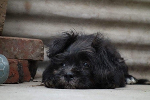 狗狗毛发打结怎么办