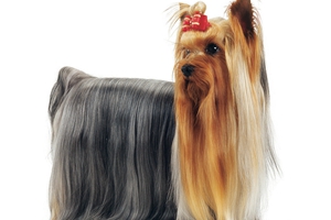 约克夏毛发吃什么发亮