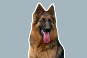 纯种德国牧羊犬特征是什么