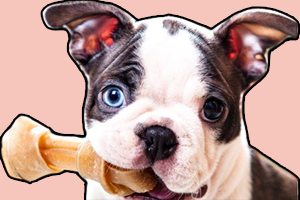 波士顿梗犬的缺点是什么