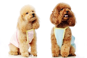 泰迪毛发打结怎么办