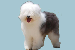 纯种古牧犬的性格怎么样