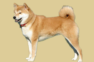 秋田狗特性有哪些