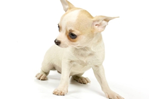 小狗狗怎么喂养