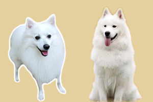 日本银狐和萨摩耶区别是什么