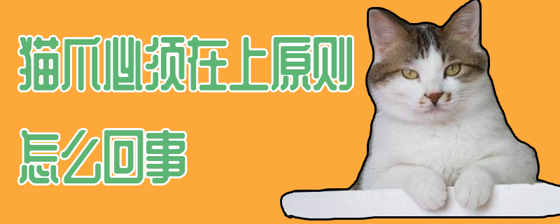 猫爪必须在上原则怎么回事