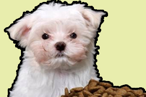 小狗狗粮怎么喂