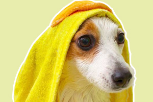 养狗狗家里有味道怎么办