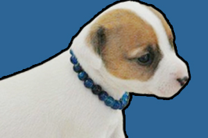 杰克罗素梗犬缺点是什么