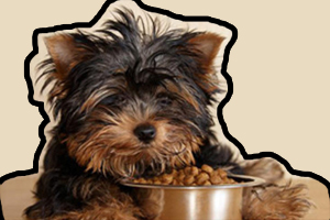 小狗狗粮怎么泡