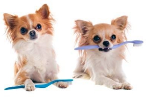 宠物狗怎么洗牙