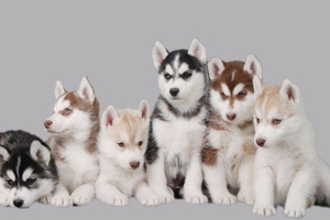 买哈士奇幼犬注意什么