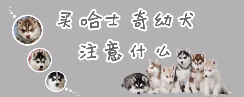 买哈士奇幼犬注意什么 小可爱宠物网