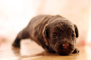 小狗刚出生怎么养