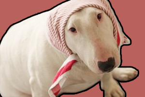 斗牛梗犬吃什么