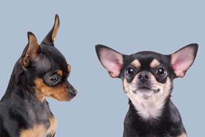 鹿犬和吉娃娃的区别有哪些