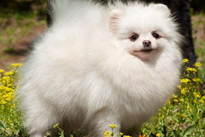 白博美毛变黄怎么办