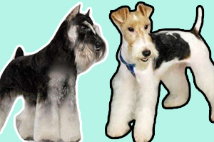 猎狐梗和雪纳瑞的区别是什么