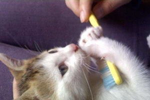 怎么帮猫咪刷牙