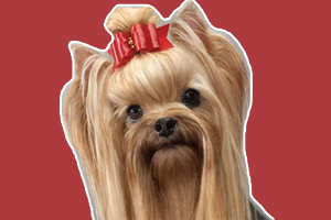 约克夏狗粮怎么喂