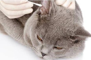 怎么帮猫咪洗耳朵