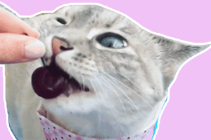 怎么让猫咪吃水果