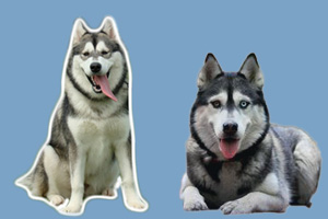 阿拉斯加犬跟哈士奇的区别有哪些