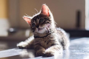 养猫咪的注意事项是什么