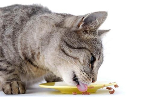 养猫咪需要准备什么