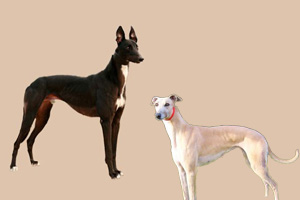 灵缇犬和细犬的区别是什么