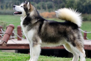 成年阿拉斯加犬怎么养