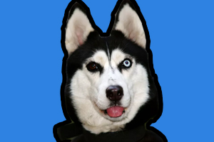 狗的习性是什么