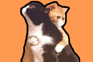 如何给猫咪减肥