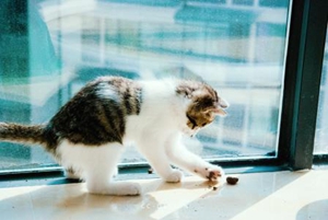 家猫怎么喂养