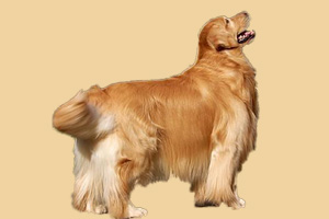 金毛犬吃什么对毛好