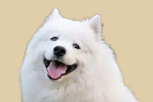 成年萨摩耶怎么养