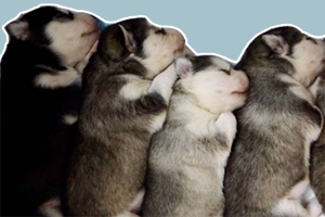 小奶狗吃什么好