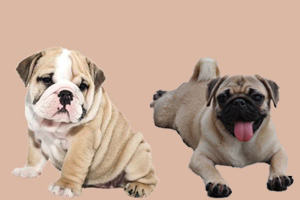 小沙皮狗和八哥的区别有哪些