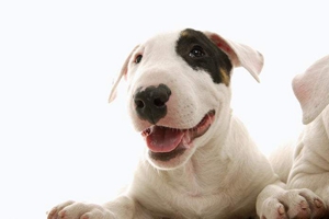 怎么给狗狗除口臭