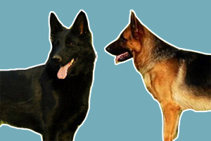 东德牧羊犬和西德牧羊犬的区别是什么